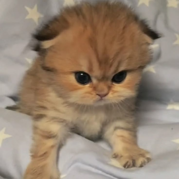 a small orange kitten sitting on top of a white bed covered in stars and blankets