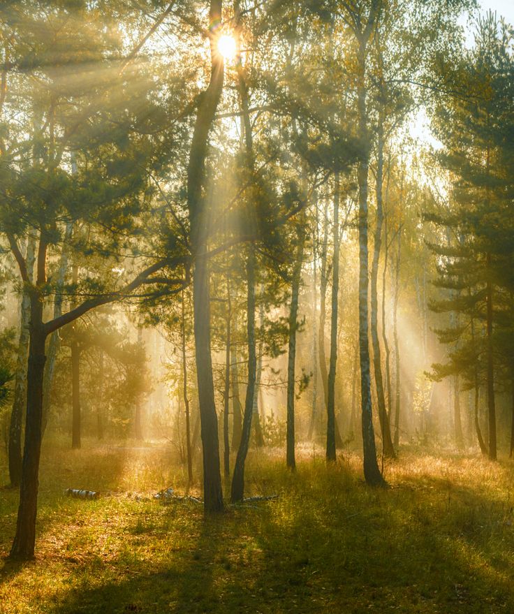 the sun is shining through the trees in the forest