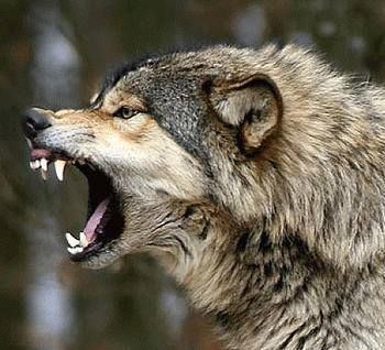 a wolf with its mouth open showing teeth