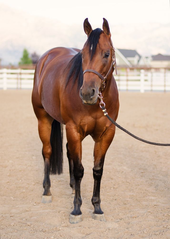 a brown horse standing on top of a dirt field