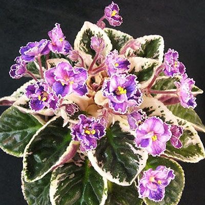 a potted plant with purple flowers and green leaves on the top, in front of a black background