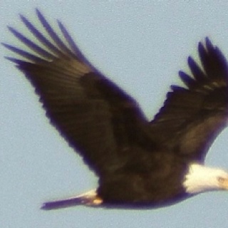 an eagle soaring through the sky with its wings spread