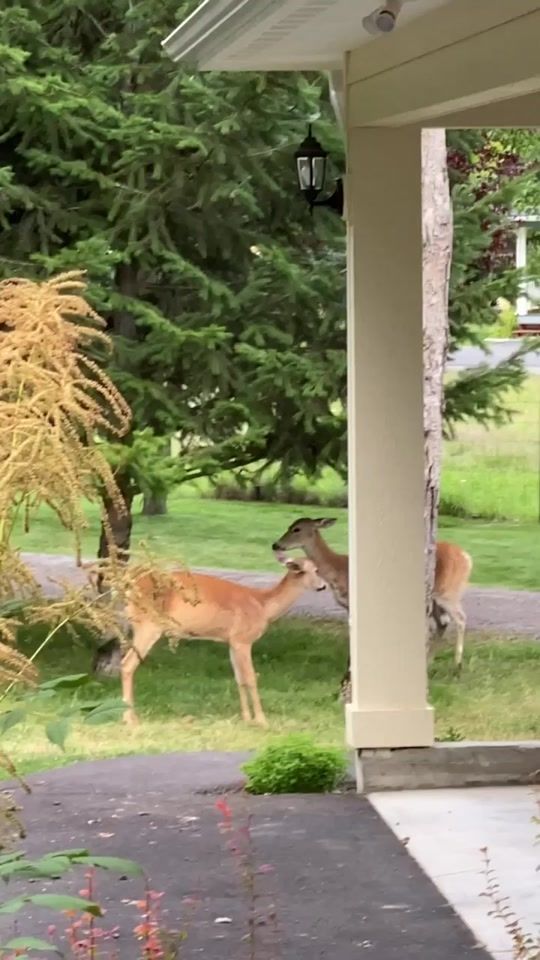 two deer are standing in the grass near a house