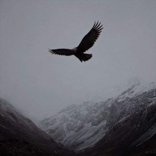 a large bird flying over a snow covered mountain range in the foggy sky with its wings spread