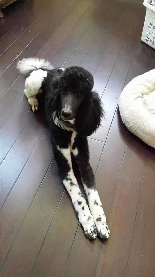 a black and white dog laying on top of a wooden floor