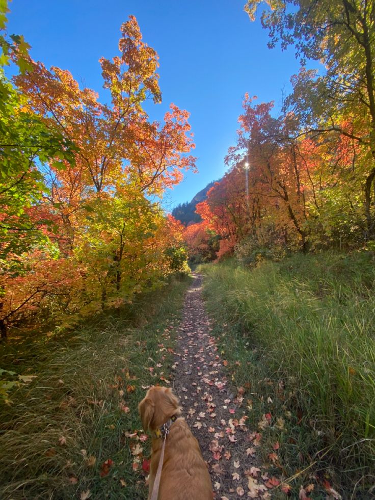 a dog is walking down a path in the woods with fall leaves on the ground