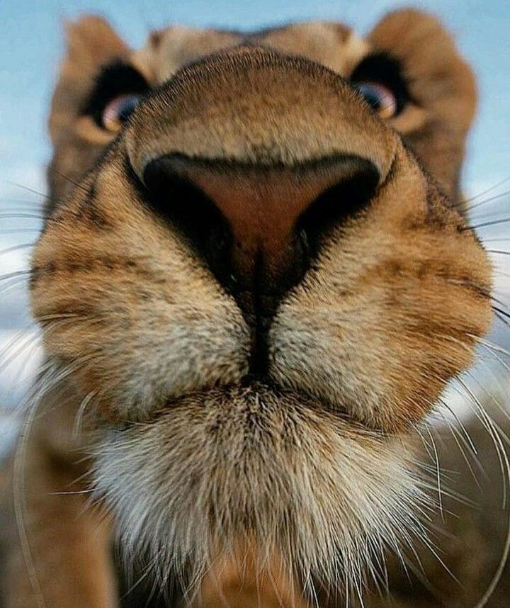 a close up view of the face of a tiger's head with blue sky in the background