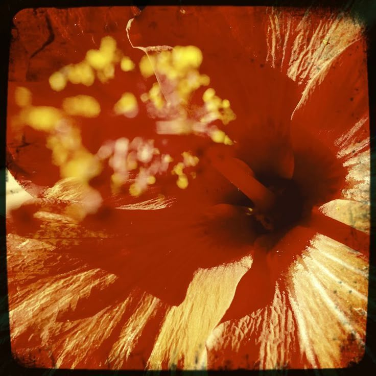 an orange flower with yellow stamens in the center