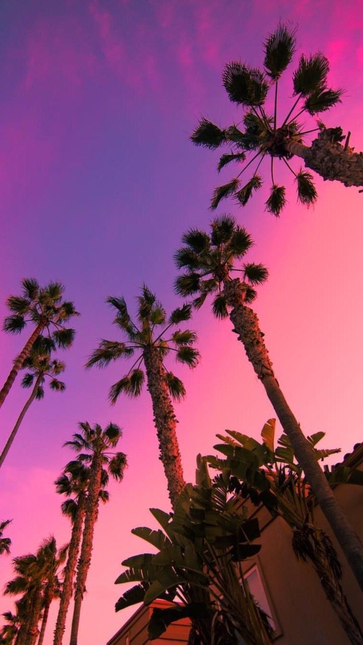 palm trees against a pink and purple sky