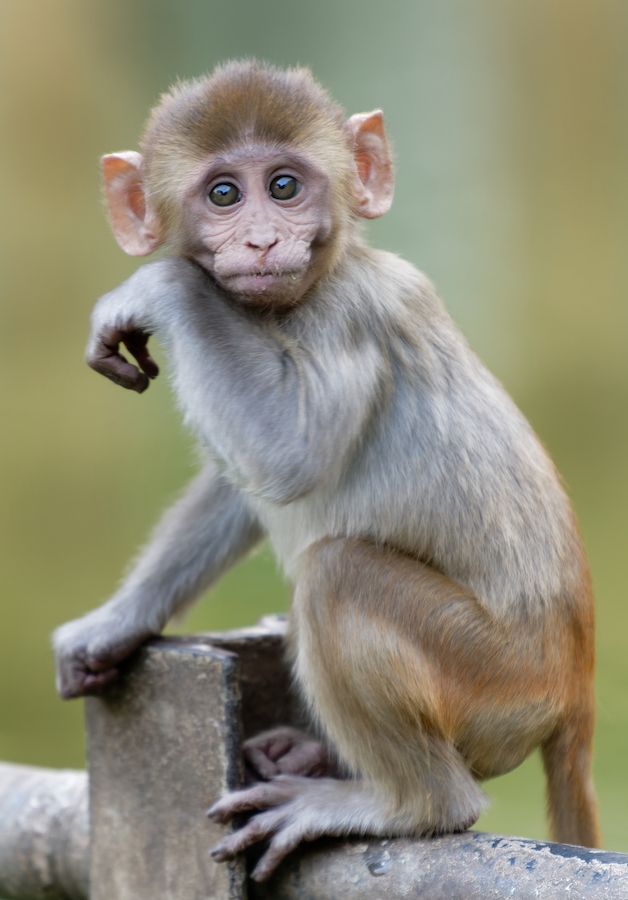 a small monkey sitting on top of a cement wall next to a wooden post and looking at the camera