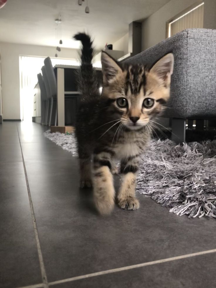 a small kitten walking across a living room floor