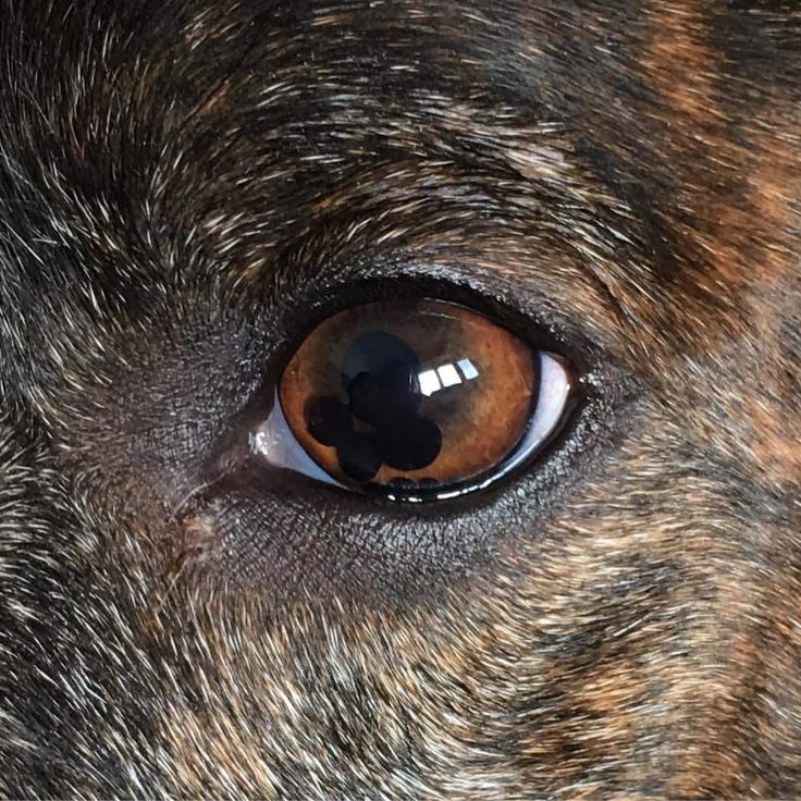 the eye of a dog with brown and black spots on it's face, looking straight ahead