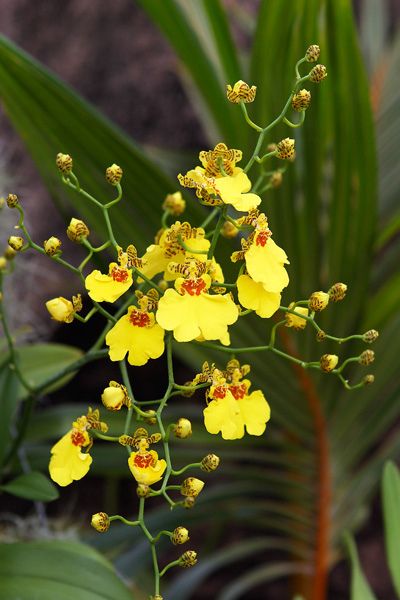 the yellow flowers are blooming in the garden