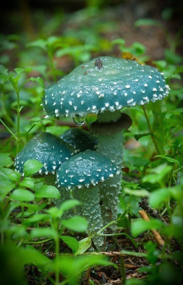 two green mushrooms with white dots on them sitting in the middle of some grass and plants