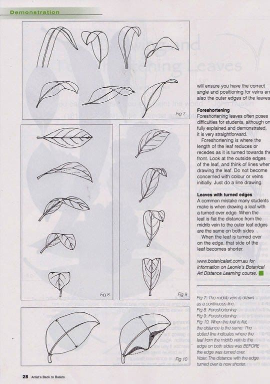 an instruction manual for how to draw leaves