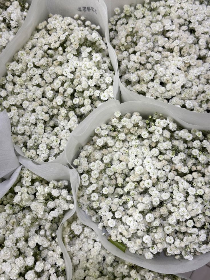 bunches of white baby's breath flowers in bags