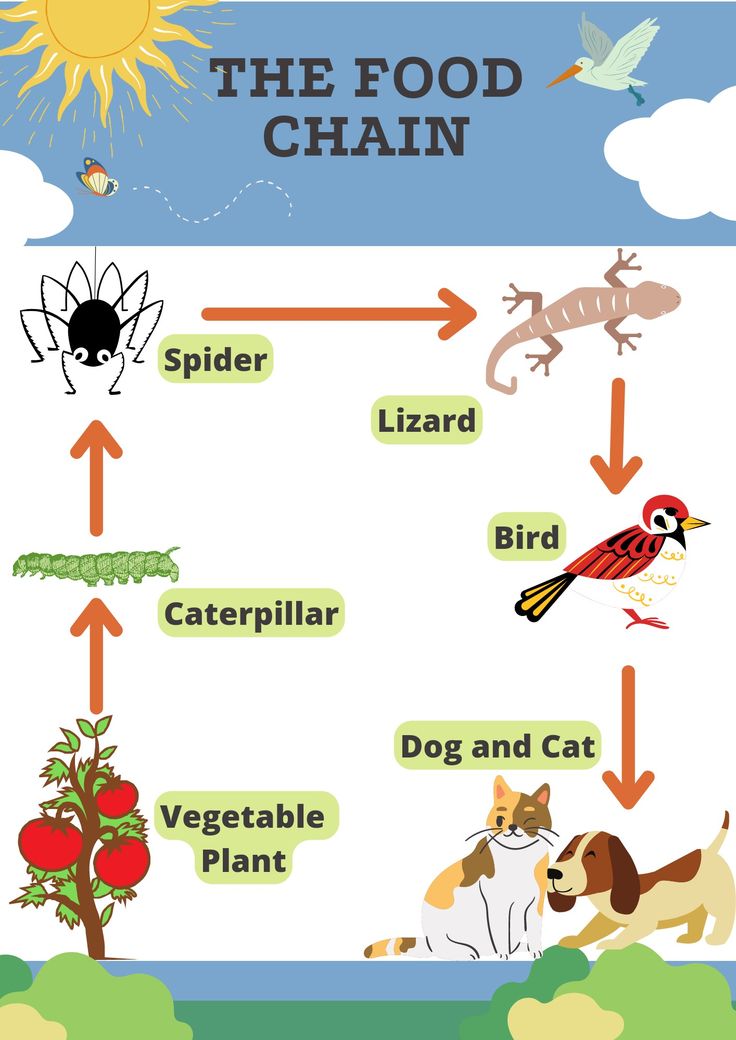 the food chain is shown with animals and plants