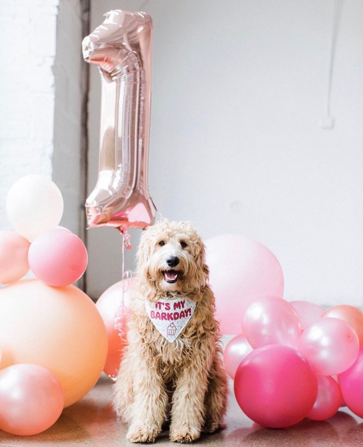 a dog is sitting in front of balloons