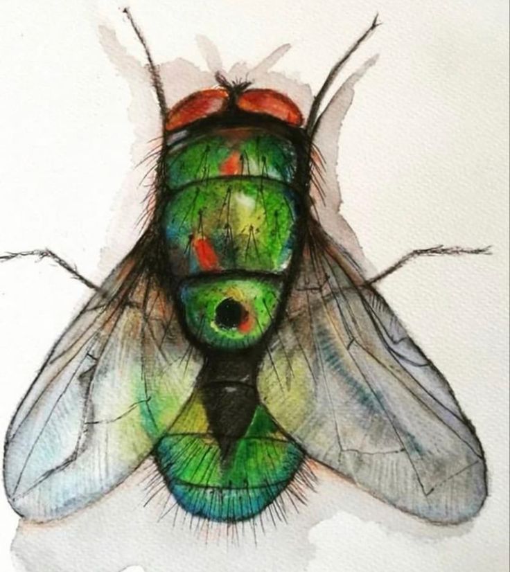 a drawing of a fly with green and red wings