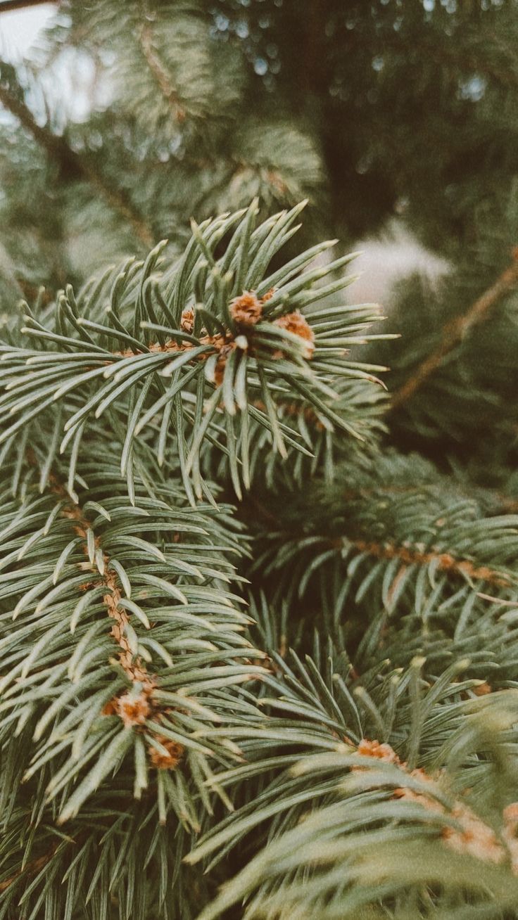 closeup of pine needles and cones on a tree