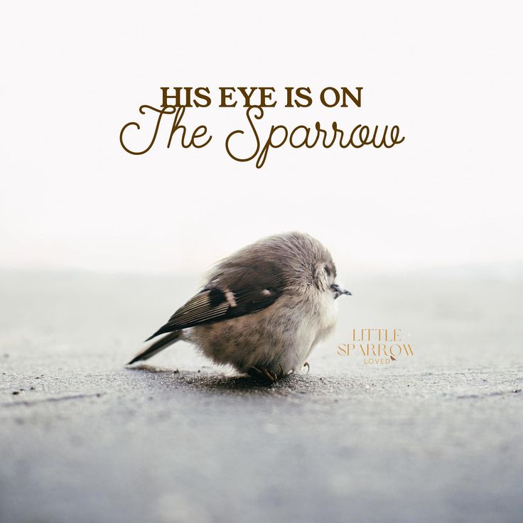 a small bird sitting on the ground with a quote above it that says, his eye is on the sparrowow