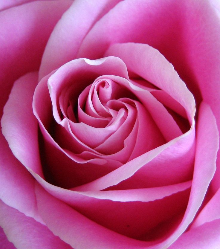 a close up view of a pink rose