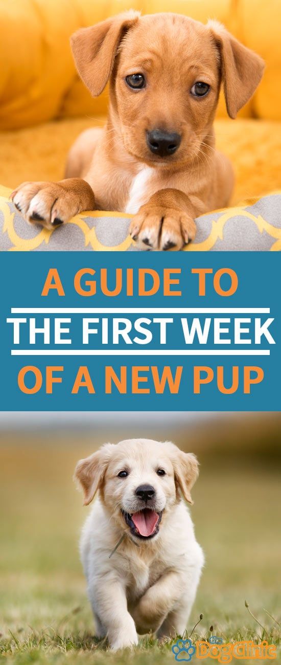 a guide to the first week of a new pup is shown in front of an image of a puppy