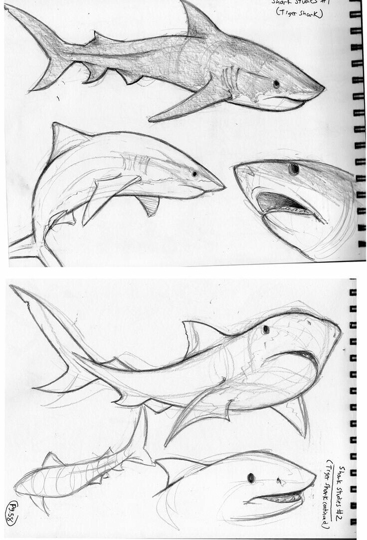 two drawings of sharks and one drawing of a shark