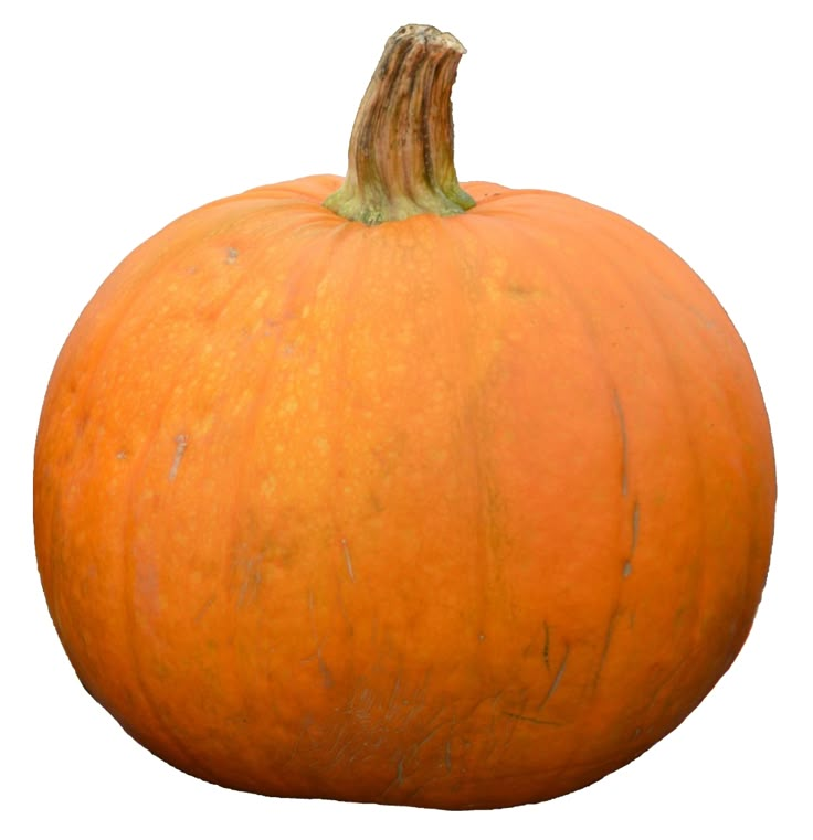 a large orange pumpkin sitting on top of a white surface