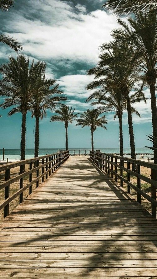 a wooden walkway leading to the beach with palm trees on both sides and an arabic writing above it