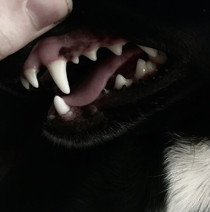 a close up of a dog's teeth and mouth with it's tongue out