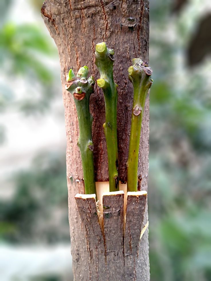 the trunk of a tree has been grafted with green leaves and stems attached to it