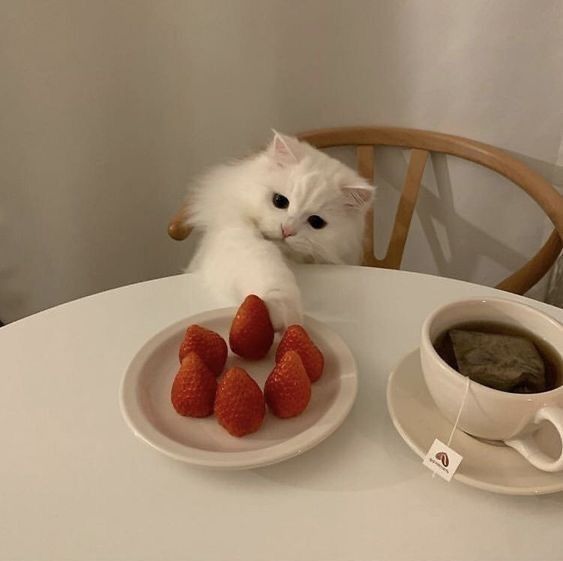 a white cat sitting on top of a table next to a plate of strawberries