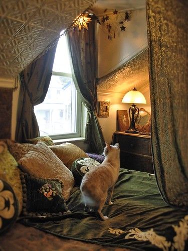 a cat standing on top of a bed next to a window in a living room