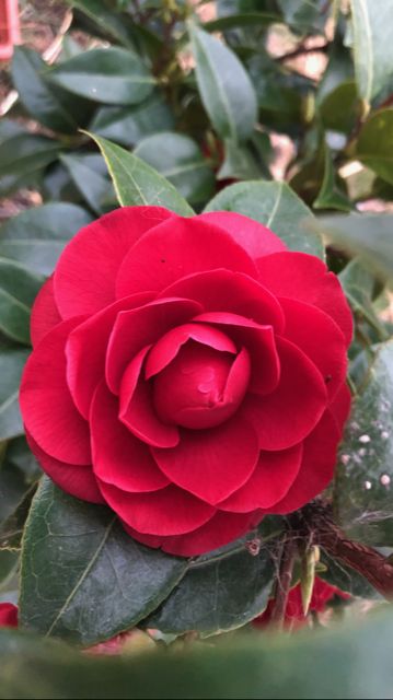 a large red flower sitting on top of green leaves