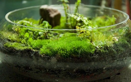 a glass bowl filled with green moss on top of a table