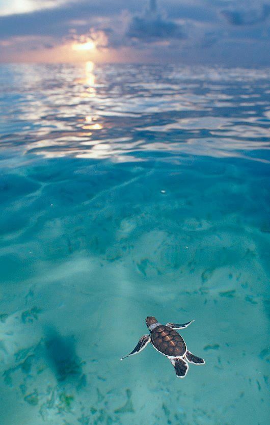 a turtle swimming in the ocean with a quote above it that reads, i'm happtest when floating in the sea