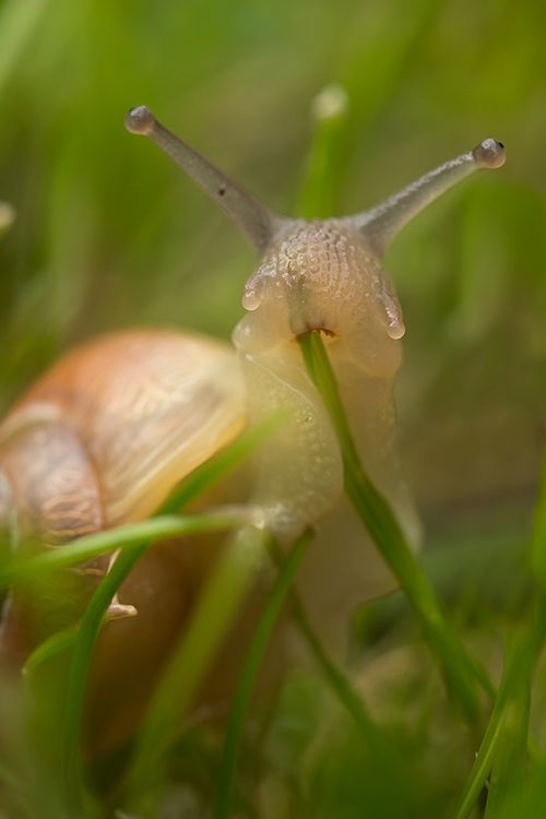 a snail crawling in the grass with text overlay that reads, be big in your own way