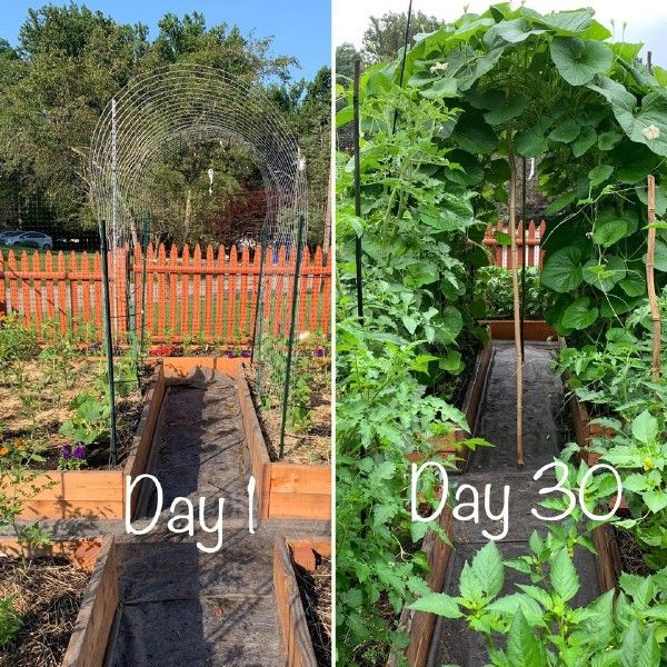 two pictures showing different stages of growing plants in the garden, and one shows what they are doing