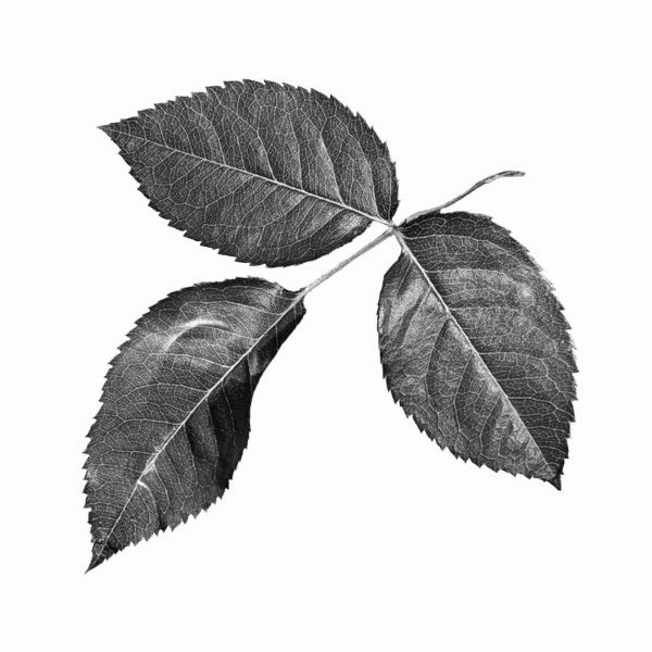 a black and white photo of a leaf on a branch with the leaves still attached to it