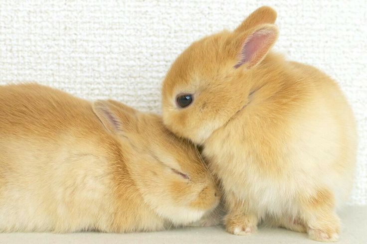 two small brown rabbits cuddle together on the floor in front of a white wall