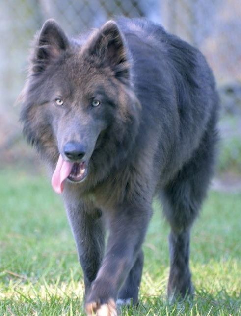 a large black dog walking across a lush green field next to a chain link fence