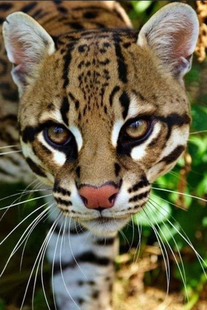 a close up of a small tiger on the ground