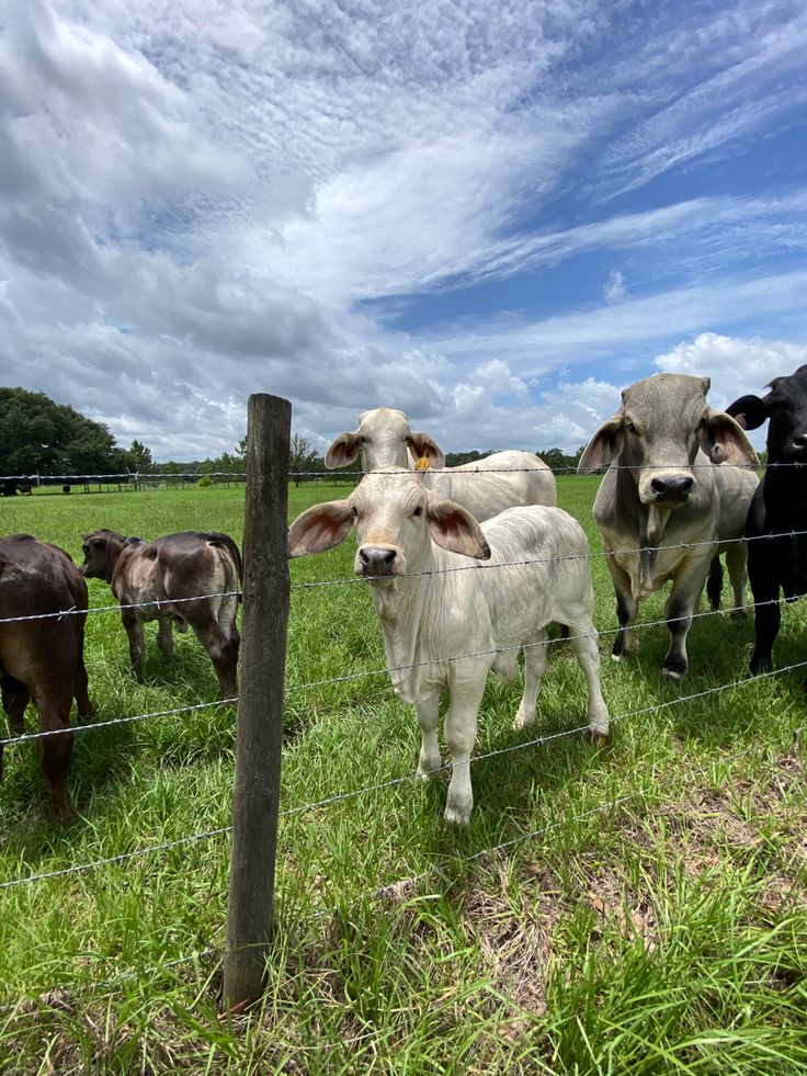 several cows are standing in the grass behind a wire fence and looking at the camera