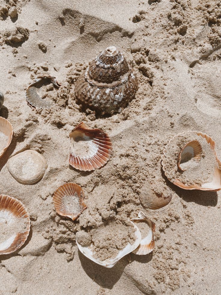 shells and seashells in the sand on a beach