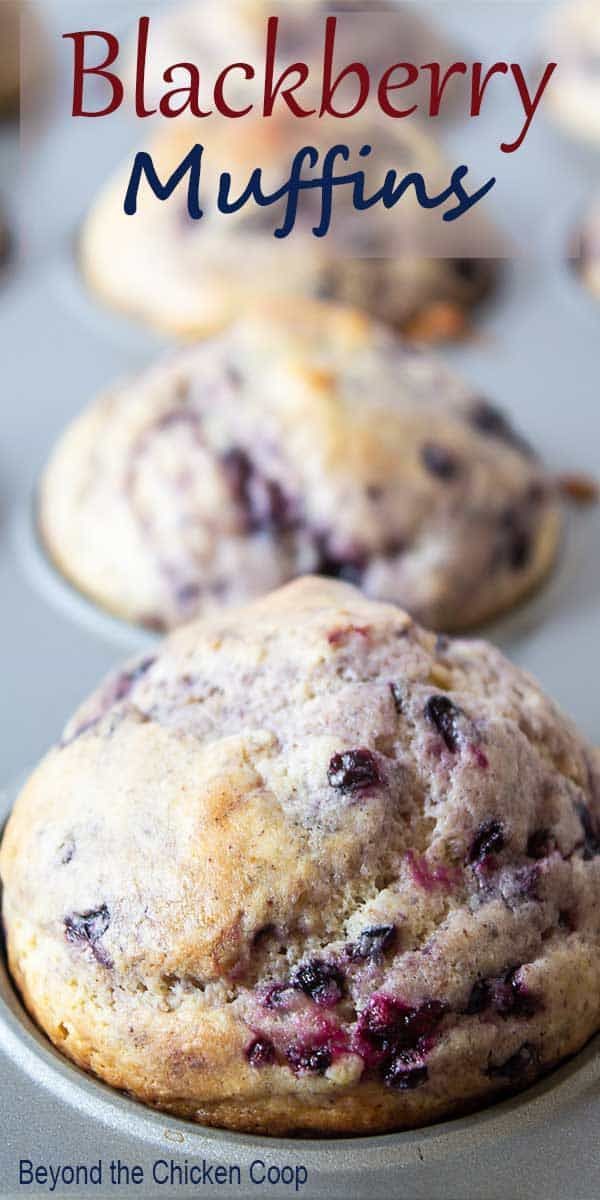 blueberry muffins in a muffin tin with the title overlay reads, blackberry muffins beyond the chicken coop