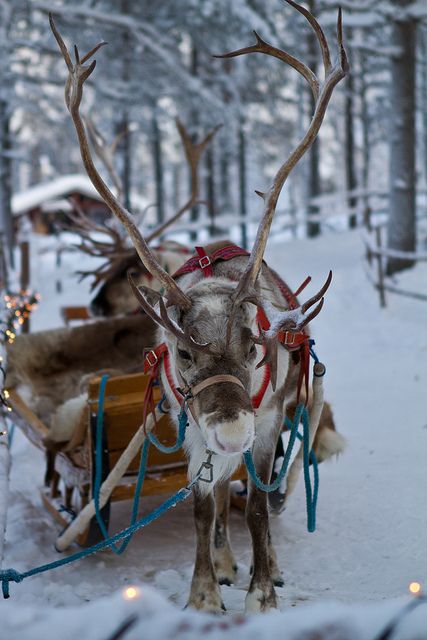 a reindeer pulling a sleigh through the snow