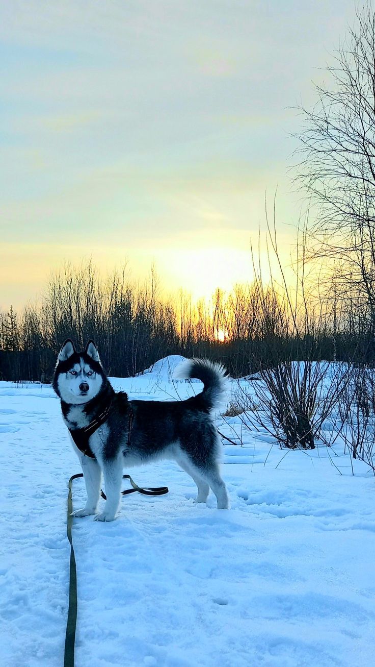 a husky dog standing in the snow at sunset