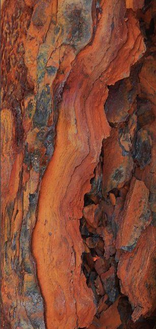 the bark of an old tree is orange and brown