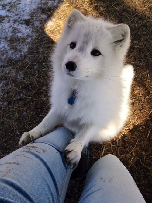 a small white dog sitting on top of someone's leg in the grass and dirt